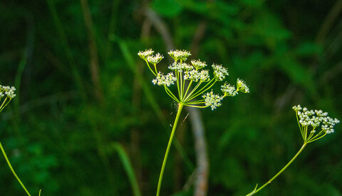 Avançon-Le Forest Charpin (aller-retour) 25072023, 25072023-DSC_0035