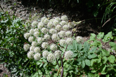 Avançon-Le Forest Charpin (aller-retour) 25072023, 25072023-DSC_0045