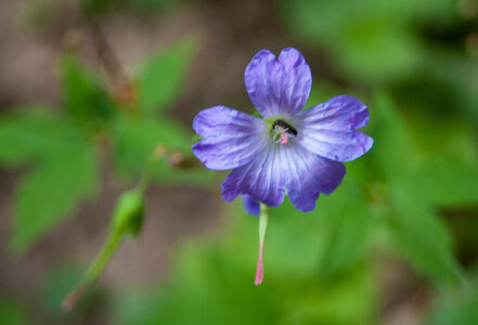 Avançon-Le Forest Charpin (aller-retour) 25072023, 25072023-DSC_0061