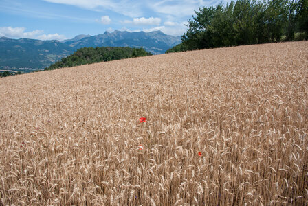 Avançon-Le Forest Charpin (aller-retour) 25072023, 25072023-DSC_0072