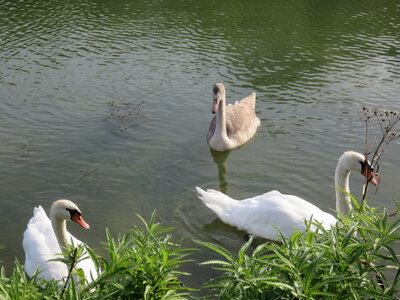 Saône, IMG_0276