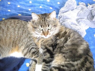 chats, DSCN2266