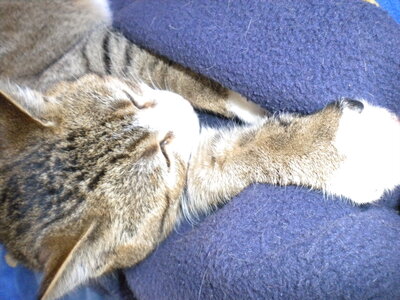 chats, DSCN2260