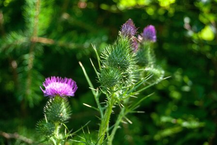 Boucle des sources de la Haute-Gillarde 27072023, 27072023-DSC_0102