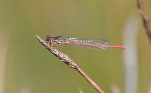 Corrèze été 2023, Agrion délicat