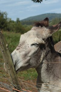 Jura: Arbois, Port-Lesney, IMG_0631