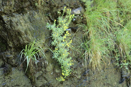 Lac de la Cédéra, Lac de la Cédéra 043