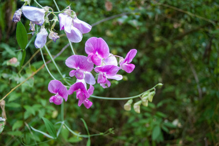 Le Lauzet-Ubaye Ancienne voie ferrée 03082023, 03082023-DSC_0149