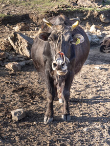 zanskar_13-07-23, sRVB-1070740