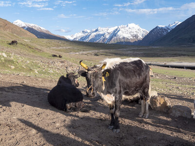 zanskar_13-07-23, sRVB-1070744