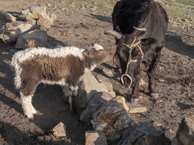 zanskar_13-07-23, sRVB-1070747