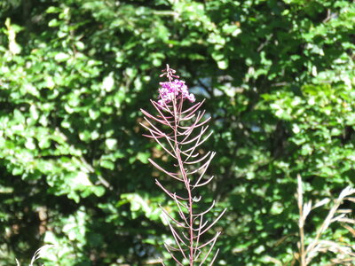 tour de Costebelle, IMG_0409