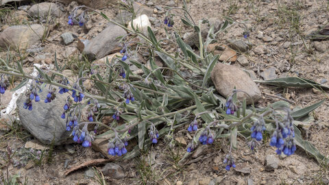 zanskar_14-07-23, sRVB-1070829