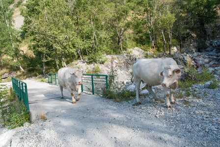 La Haute vallée de Champoléon le 10082023, 10082023-DSC_0006