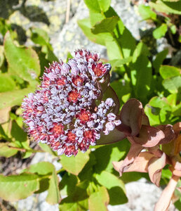 La Haute vallée de Champoléon le 10082023, 10082023-DSC_0077