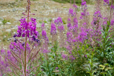 La Haute vallée de Champoléon le 10082023, 10082023-DSC_0100