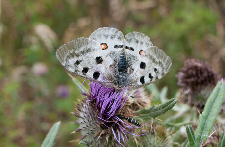 La Haute vallée de Champoléon le 10082023, 10082023-DSC_0108