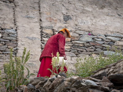 zanskar_15-07-23, sRVB-1070950