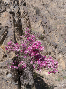 zanskar_15-07-23, sRVB-1081247