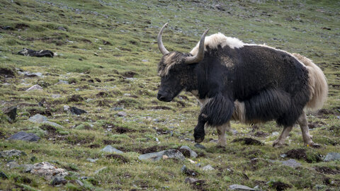 zanskar_18-07-23, sRVB-1081417