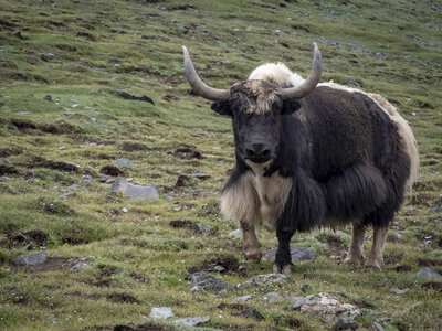 zanskar_18-07-23, sRVB-1081419