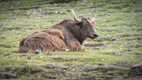 zanskar_18-07-23, sRVB-1081423