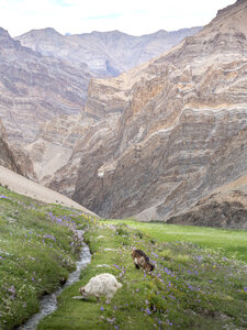zanskar_19-07-23, sRVB-1081441