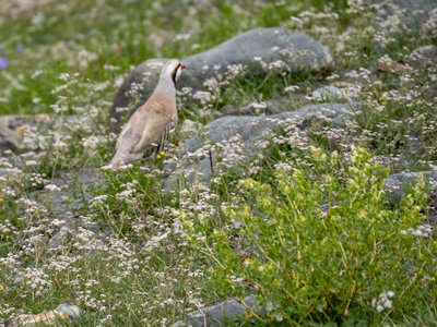 zanskar_19-07-23, sRVB-1081444
