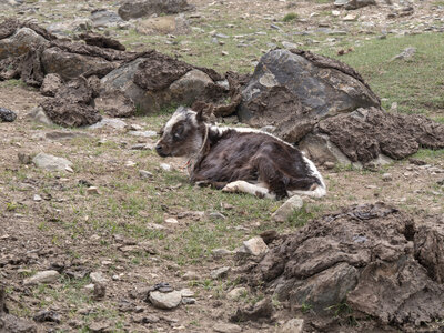 zanskar_19-07-23, sRVB-1081496
