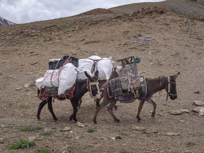 zanskar_20-07-23, sRVB-1081561