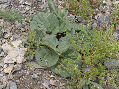 zanskar_20-07-23, sRVB-1081568