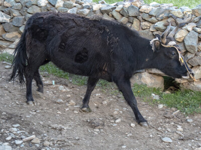 zanskar_20-07-23, sRVB-1081597