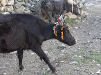 zanskar_20-07-23, sRVB-1081599
