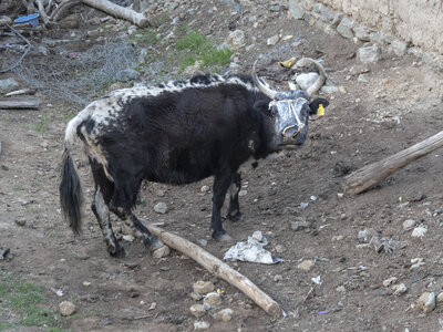 zanskar_20-07-23, sRVB-1081600