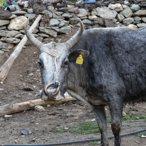 zanskar_20-07-23, sRVB-1081601