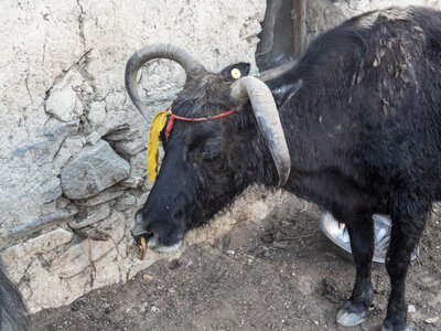 zanskar_20-07-23, sRVB-1081612