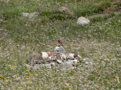 zanskar_21-07-23, sRVB-1081652