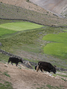 zanskar_21-07-23, sRVB-1081663