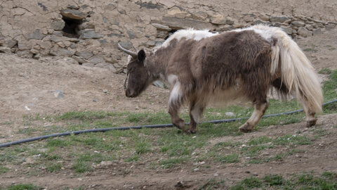 zanskar_21-07-23, sRVB-1081665