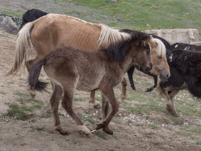 zanskar_21-07-23, sRVB-1081667