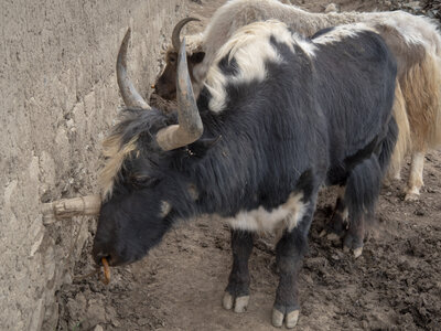 zanskar_21-07-23, sRVB-1081674