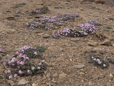 zanskar_22-07-23, sRVB-1081690