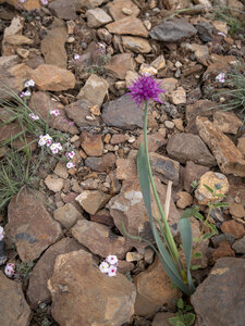 zanskar_22-07-23, sRVB-1081692