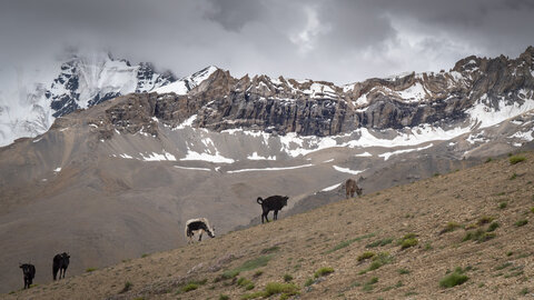 zanskar_22-07-23, sRVB-1081696