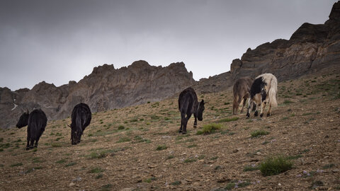 zanskar_22-07-23, sRVB-1081698