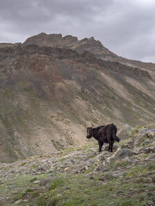 zanskar_22-07-23, sRVB-1081713
