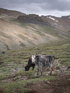 zanskar_22-07-23, sRVB-1081714