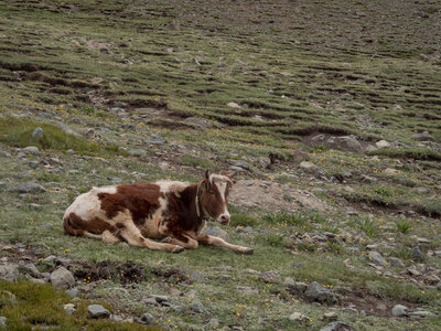 zanskar_22-07-23, sRVB-1081715