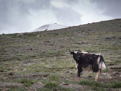 zanskar_22-07-23, sRVB-1081716
