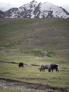zanskar_22-07-23, sRVB-1081733